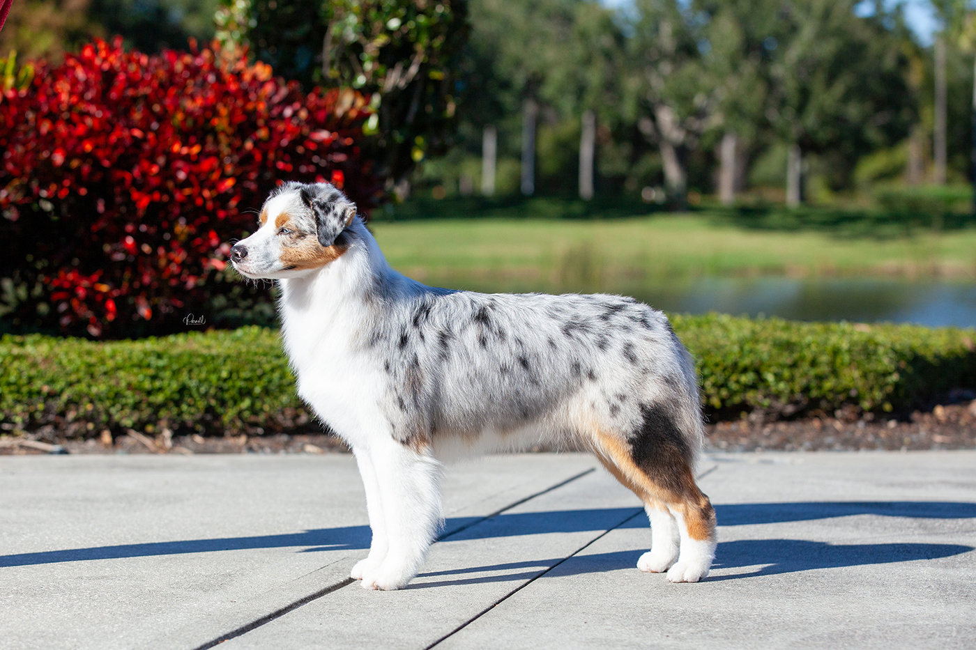 Vilano Hightide Echoes of Wisdom "Zelda"