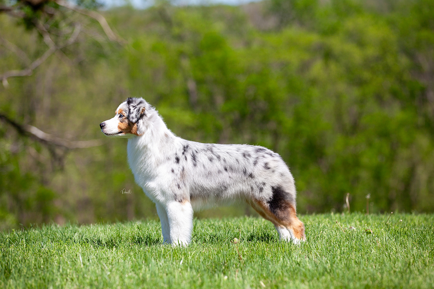 AKC CH Vilano Hightide Echoes of Wisdom CGC TKN "Zelda"